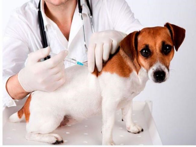 Kế hoạch số 41 của UNBND xã Vụ Bổn về Triển khai tiêm phòng Vaccine dại chó, mèo trên địa bàn xã năm 2023